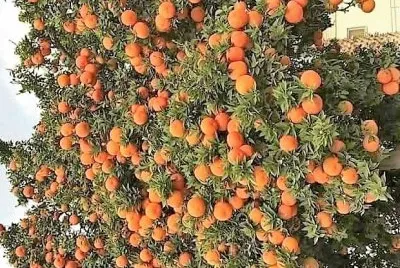 frutas