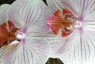 flores
