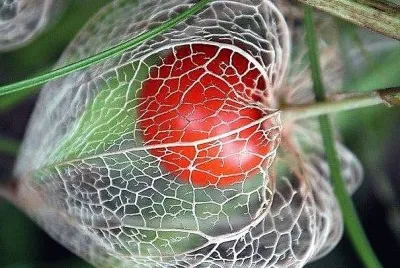 frutas