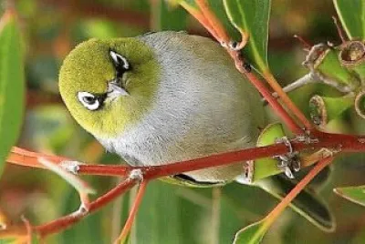 natural