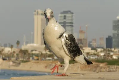 Paloma