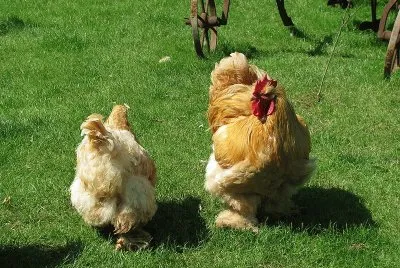 Gallina cocincina
