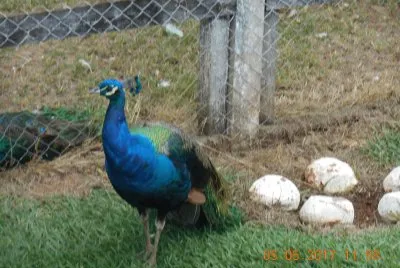 Pavão