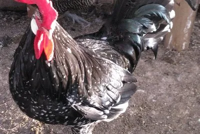Gallina ancona