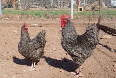 Gallina cucula
