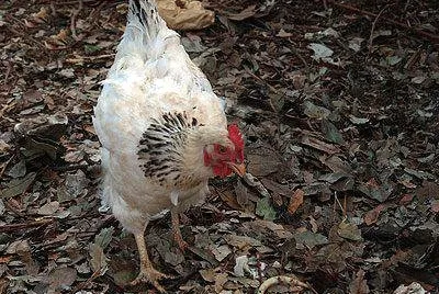 Gallina ermellinata di rovigo