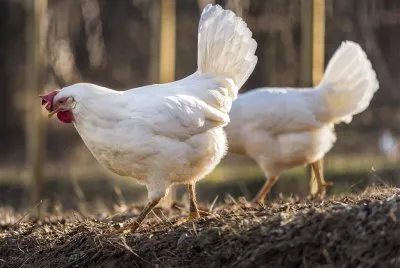 Gallina di livorno