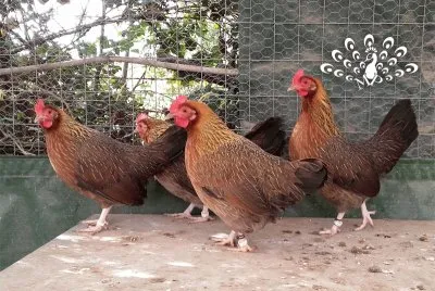 Gallina mugellese