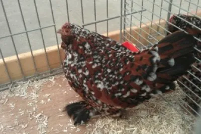 Gallina barbuta di uccle