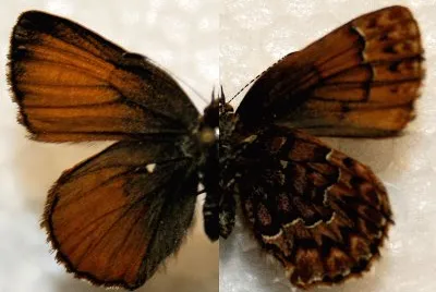 Callophrys eryphon