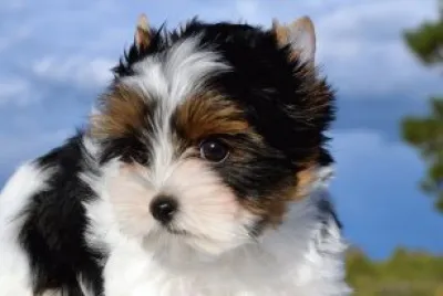 Biewer terrier