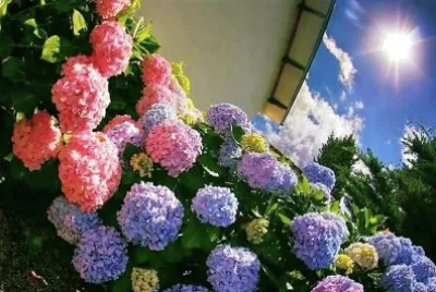 flores jigsaw puzzle