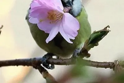 natural