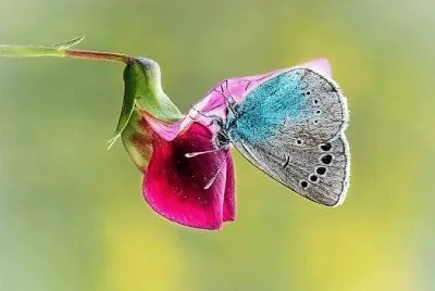 natural