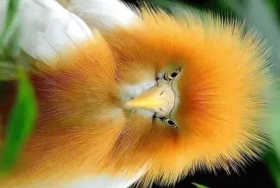 natural
