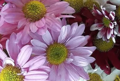 flores