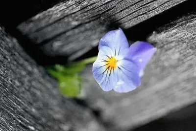 flores