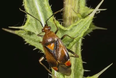 פאזל של Deraeocoris ruber