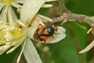 Deraeocoris schach