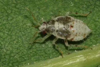 Deraeocoris lutescens