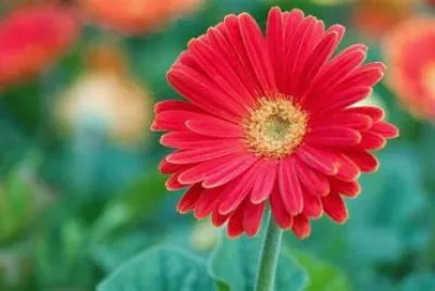 marguerite