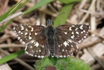 Pyrgus malvae