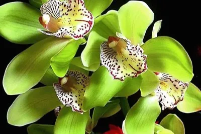 flores