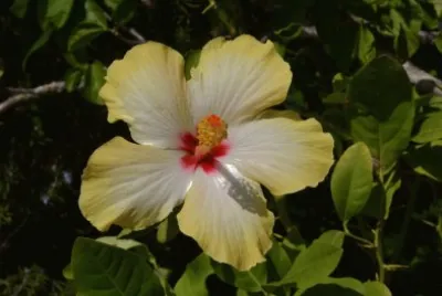 hibiskus