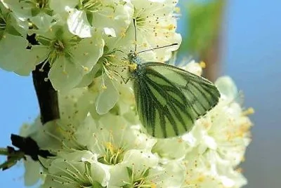natural