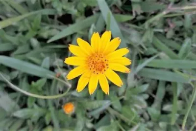 flores