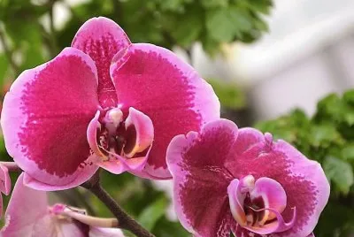 flores