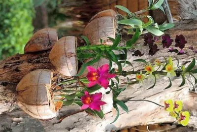 flores