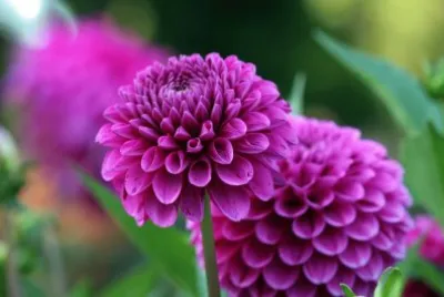 dahlias
