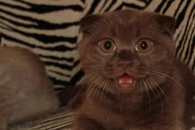 Scottish fold chocolate