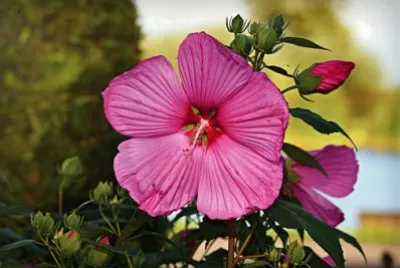 OK