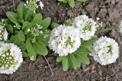 flores