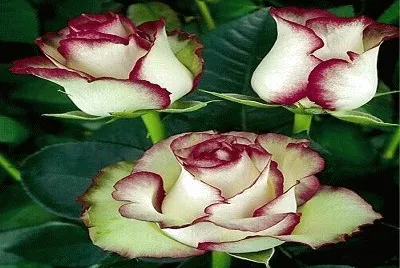 rosas