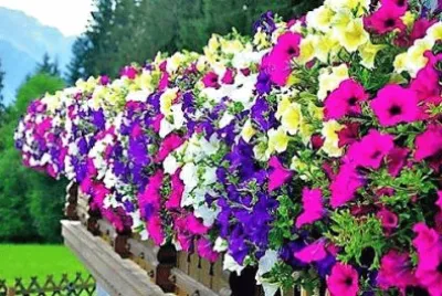 flores jigsaw puzzle