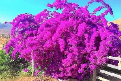 flores