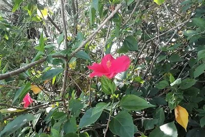 flores