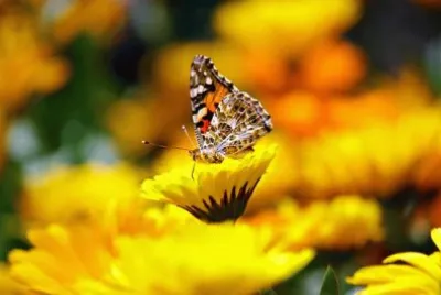 Imagem jigsaw puzzle