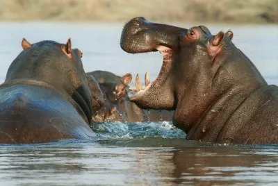 Imagem jigsaw puzzle
