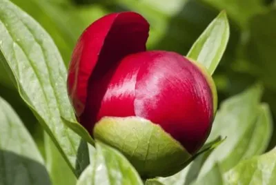 Imagem jigsaw puzzle