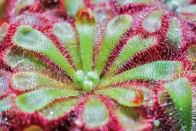 Imagem jigsaw puzzle
