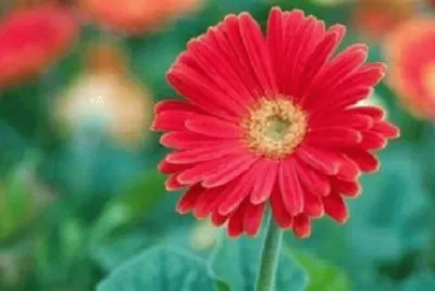 Imagem jigsaw puzzle