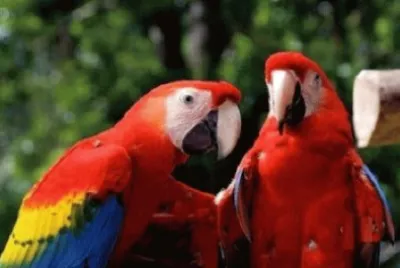 Imagem jigsaw puzzle