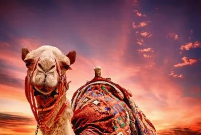 Imagem jigsaw puzzle
