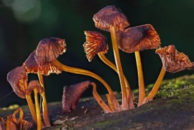 Imagem jigsaw puzzle