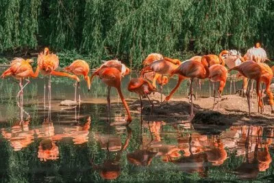 Imagem jigsaw puzzle