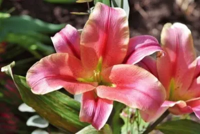 Imagem jigsaw puzzle